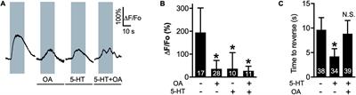 Reduced Ca2+ transient amplitudes may signify increased or decreased depolarization depending on the neuromodulatory signaling pathway